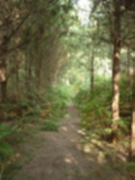 Thetford Forest.jpg
65.24 KB
384 x 512
4/26/02